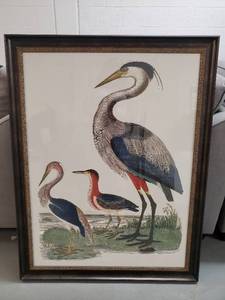 Framed Bird Print (1)