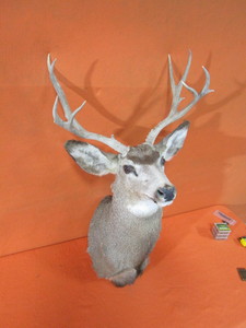 lot 15 image: Deer Head Mount