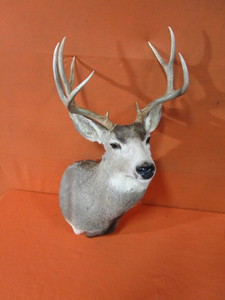 lot 16 image: Deer Head Mount