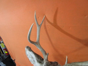 lot 16-A image: Deer Head Mount