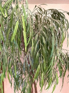 Fine Faux Tree