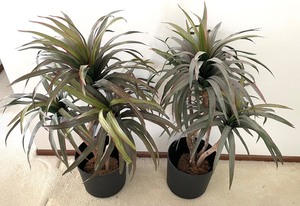 Pair of Pretty Faux Plants