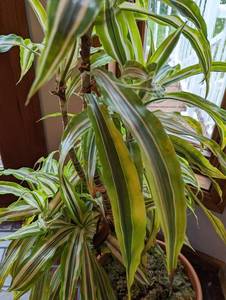 Potted House Plant
