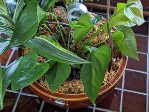 Potted House Plant