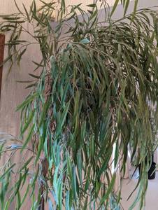 Large Potted Faux Tree