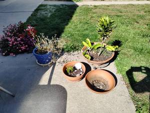 Four Planters