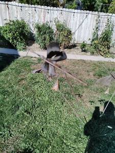Yard Art