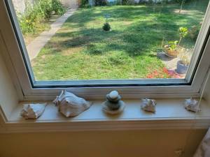 Collection Of Shells And Dcor