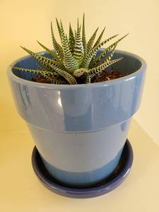 Succulent Plant