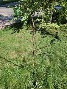 lot 150 image: Wrought Iron Garden Tree