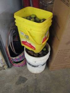 2 pails of black walnuts partially...