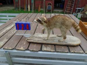 lot 124 image: Mounted racoon on driftwood. Nice condition. As shown.