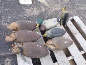 7 Duck Decoys