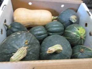 Box of Assorted Winter Squash...