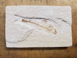 lot 3 image: Fish Fossil From Green River Formation