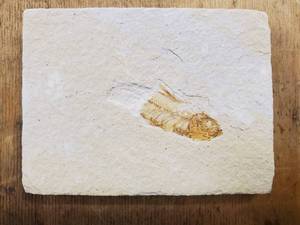 lot 5 image: Fish Fossil From Green River Formation