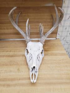 lot 247 image: Deer Skull
