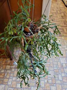lot 18 image: Christmas Cactus