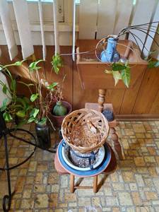 lot 20 image: House Plants & Stands