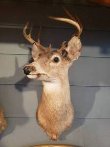 lot 402 image: 8 Point Deer Mount.
