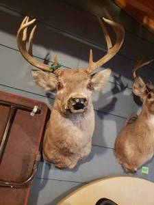 lot 403 image: 9 Point Deer Mount.