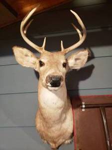 lot 404 image: 8 Point Deer Mount