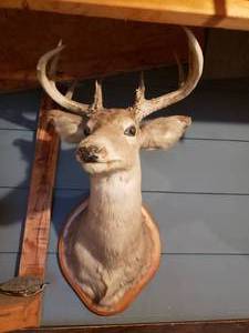 lot 405 image: 9 Point Deer Mount