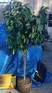 lot 648 image: 6 ft. Silk Tree, Home Dcor.