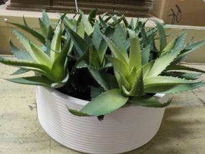Artificial Aloe Dcor 11 x 9...