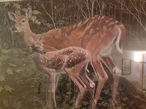 Beautiful Fine Art Wildlife Print by J.B. Williams