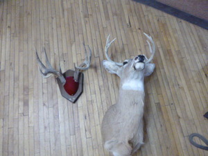 lot 54 image: 10 Point Deer Bust