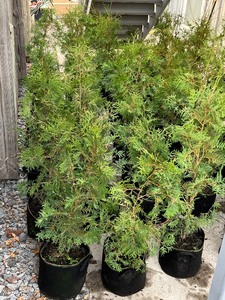 (1) Potted Arborvitae Tree