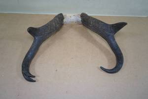 lot 181 image: Double Tipped Pronghorn Antelope Horns