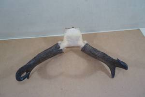 lot 182 image: New Mexico Antelope Horns