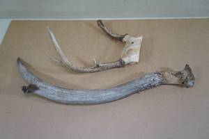 lot 183 image: Elk Horn and Mule Deer Rack