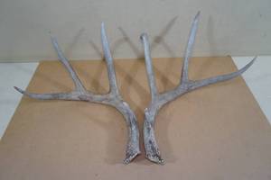 lot 184 image: Minnesota Whitetail Antler Sheds - Knob Tip
