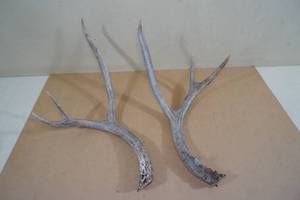 lot 185 image: Whitetail Antler Sheds - 16.5 Tall