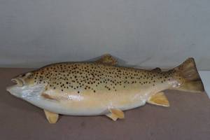 lot 213 image: Huge Brown Trout Mount - 23 Long