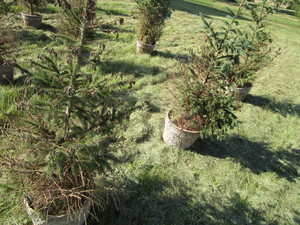 Black Hills Spruce trees in peat po...