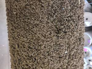 Shaggy Brown Carpet 12x10