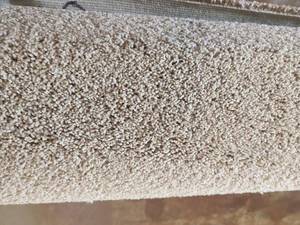 Light Tan Carpet 10x14