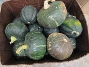 12 Bushel Box of Winter Squash...