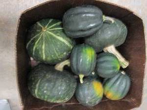 12 Bushel Box of Winter Squash...