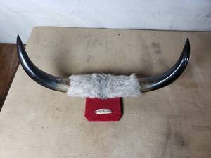 lot 90 image: Bull  Steer Horns
