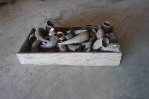 lot 15 image: Bison Horns