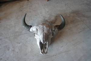 lot 16 image: Bison Skull