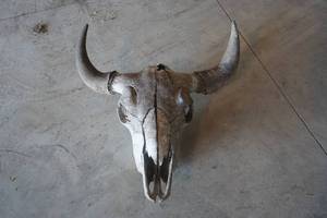 lot 17 image: Bison skull