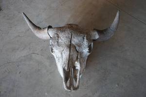 lot 18 image: Bison Skull