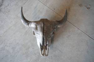 lot 19 image: Bison Skull