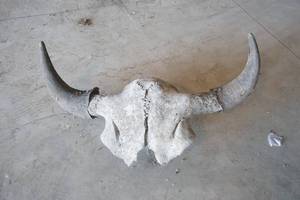 lot 20 image: Partial Bison skull